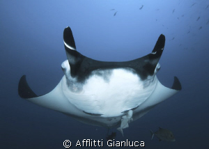 manta face to face......... by Afflitti Gianluca 